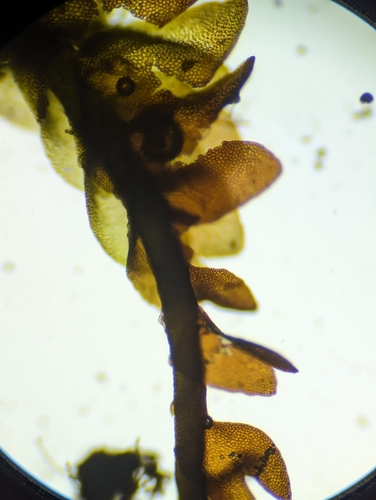 Image of Odontoschisma fluitans by (c) Zihao Wang, some rights reserved (CC BY)