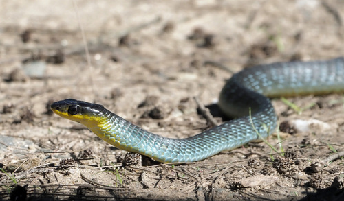 Common Tree Snake sighting