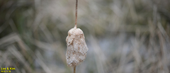 Typha orientalis