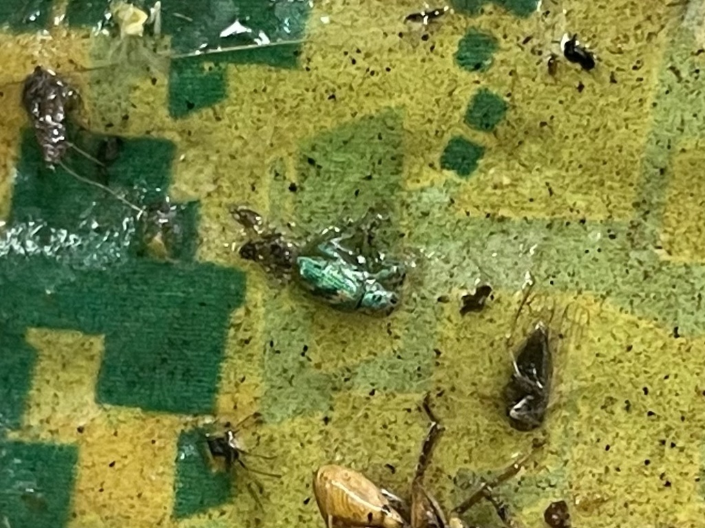 splendid-tamarisk-weevil-from-scottsdale-community-college-scottsdale