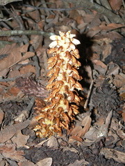 Conopholis alpina
