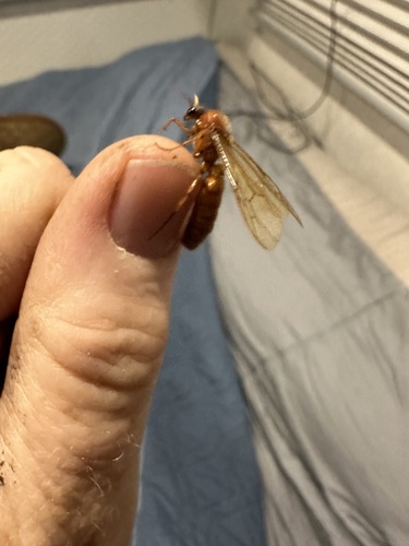Labidus coecus photo 3