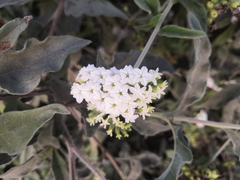 Tournefortia hartwegiana