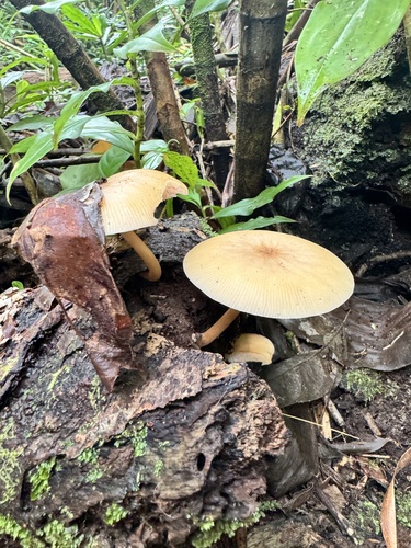 Pluteus, 2024-04-09