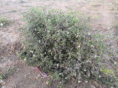 Tournefortia hartwegiana