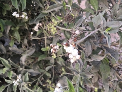 Tournefortia hartwegiana