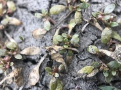 Callitriche marginata