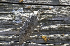 Texania fulleri