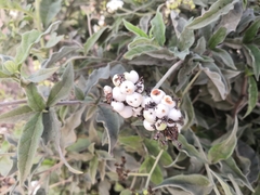 Tournefortia hartwegiana