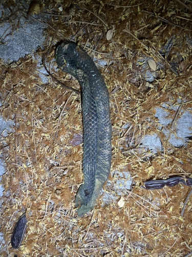 Jodi's pipe snake