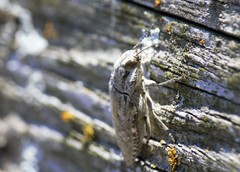 Texania fulleri
