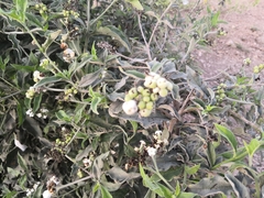 Tournefortia hartwegiana