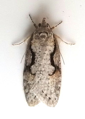 Semioscopis packardella