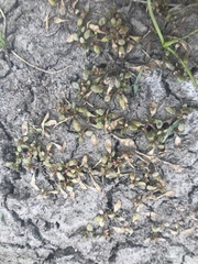 Callitriche marginata