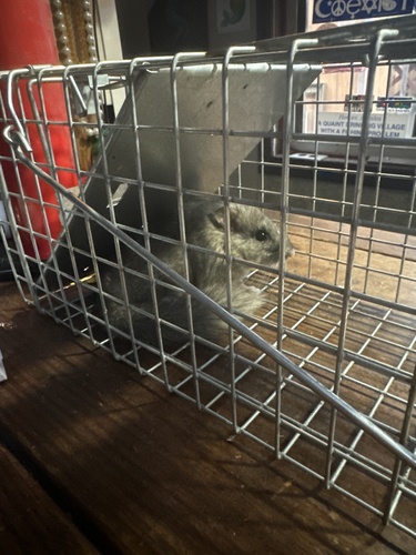 Bushy-tailed Woodrat, State St, Skagway, AK, US, photo 8 of 10