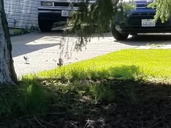 Columba livia domestica