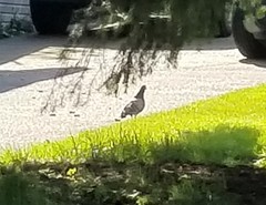 Columba livia domestica