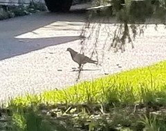 Columba livia domestica