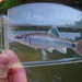 Alabama Shiner - Photo (c) Georgia Wildlife Resources Division, some rights reserved (CC BY-NC-SA)