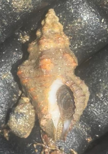 Cantharus vibex, 2024-04-09