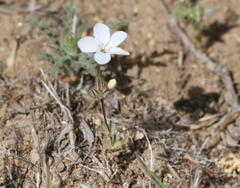 Leptosiphon breviculus