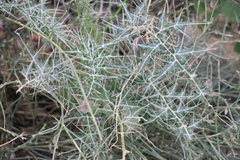 Echinops erinaceus
