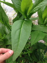 Rudbeckia auriculata