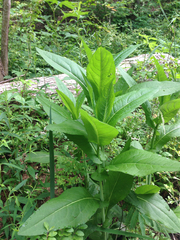 Rudbeckia auriculata