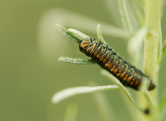 Trirhabda sericotrachyla