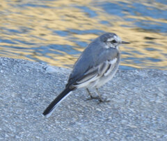 White Wagtail photo 5