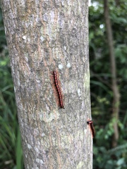 Helicorthomorpha holstii