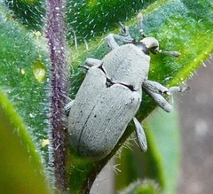 Trichobaris compacta