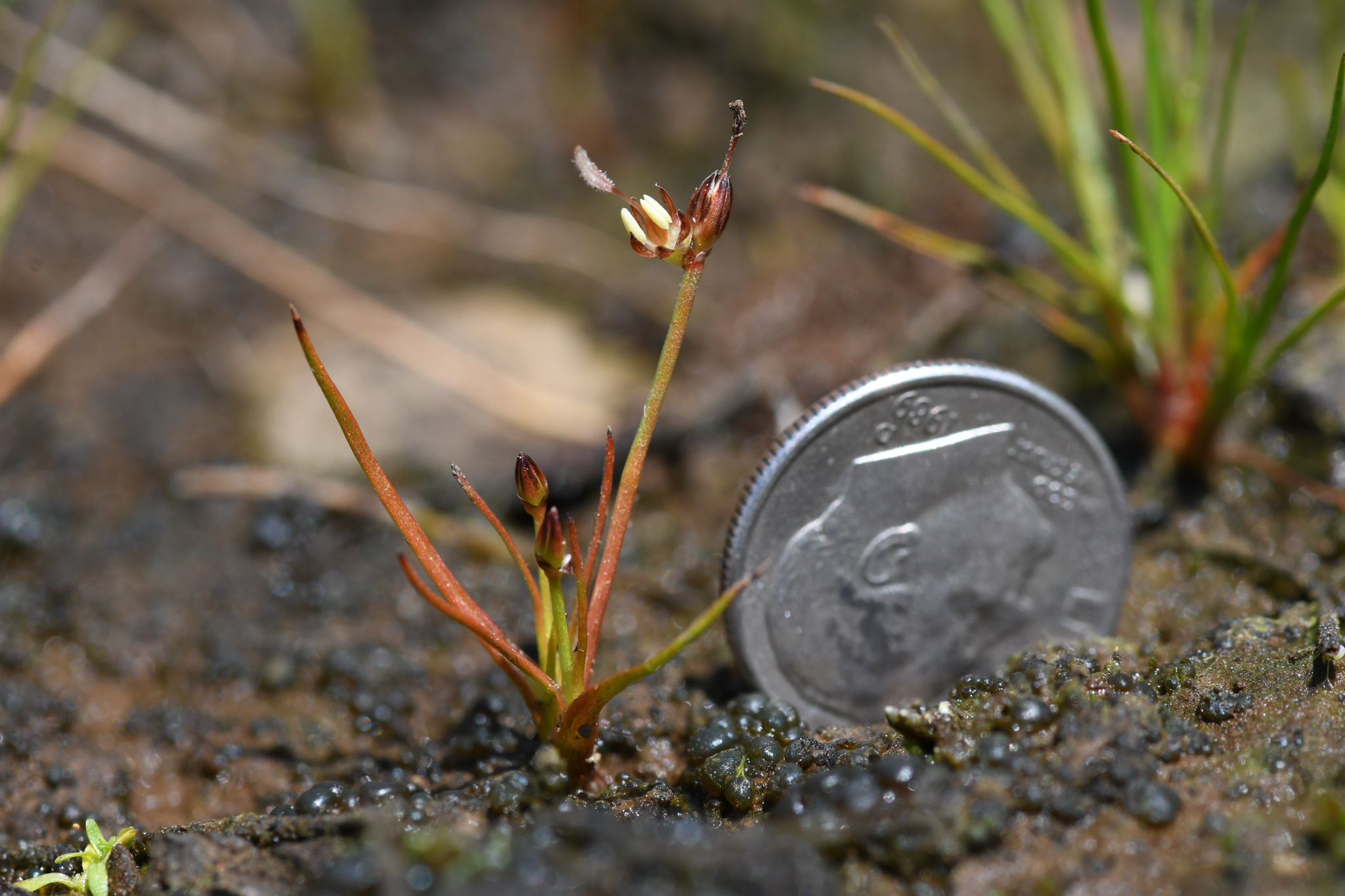 Juncus leiospermus var. leiospermus