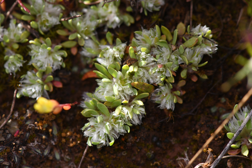 Ahart's nailwort (Paronychia ahartii)