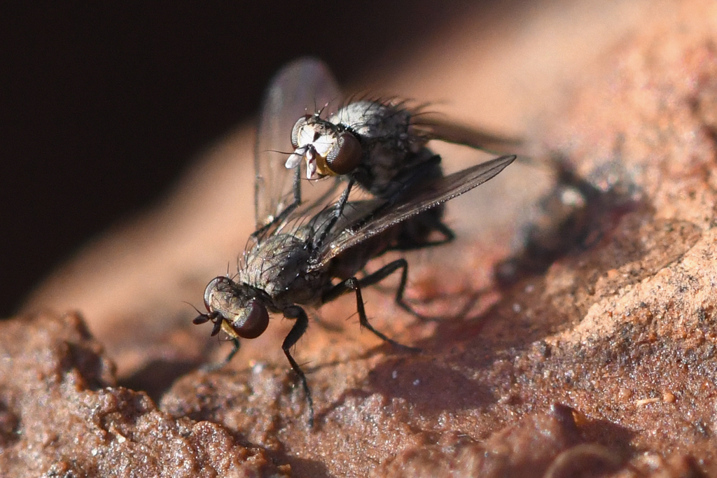 Schoenomyza dorsalis