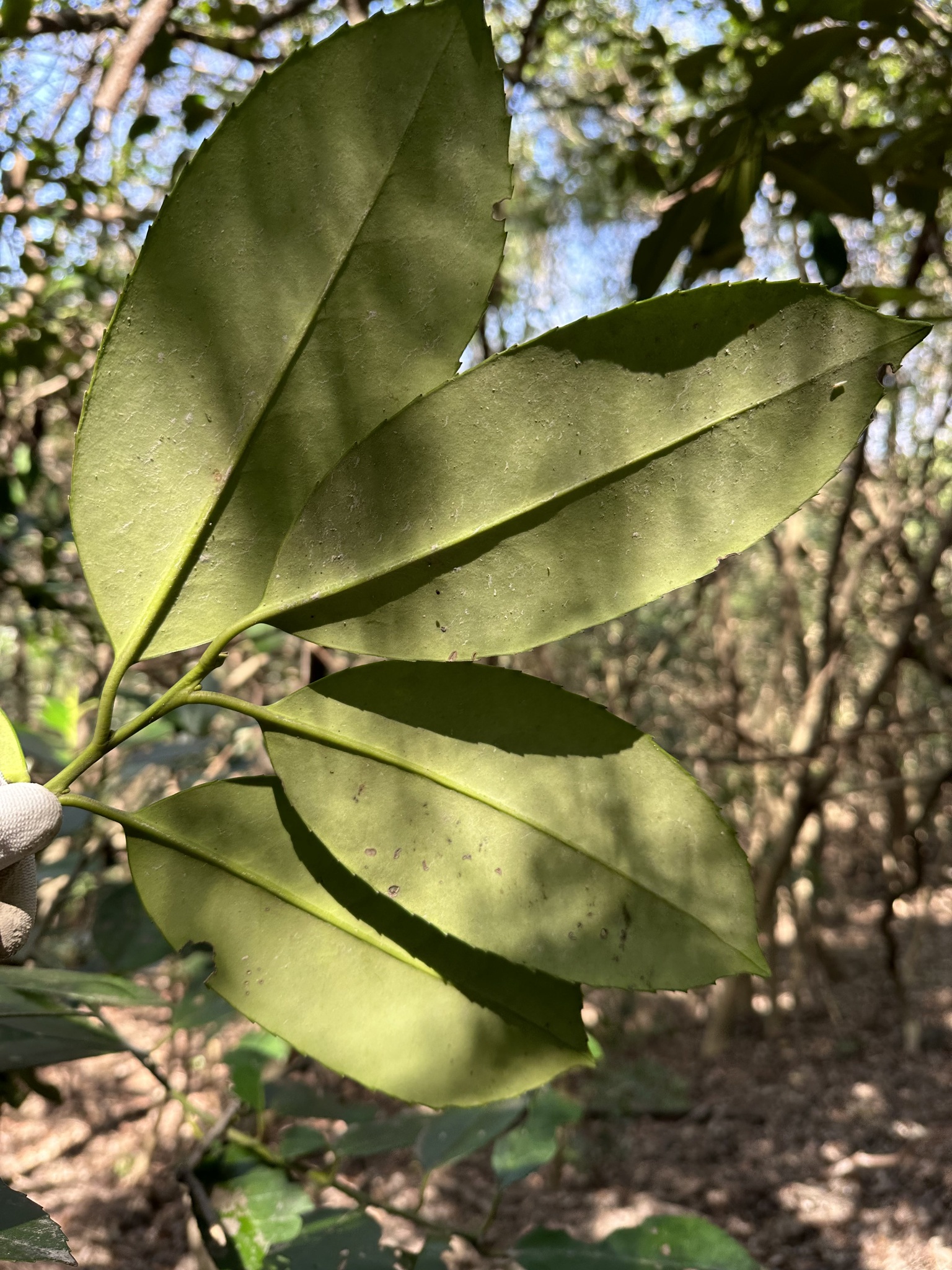 Imagem de Chá-de-macaco