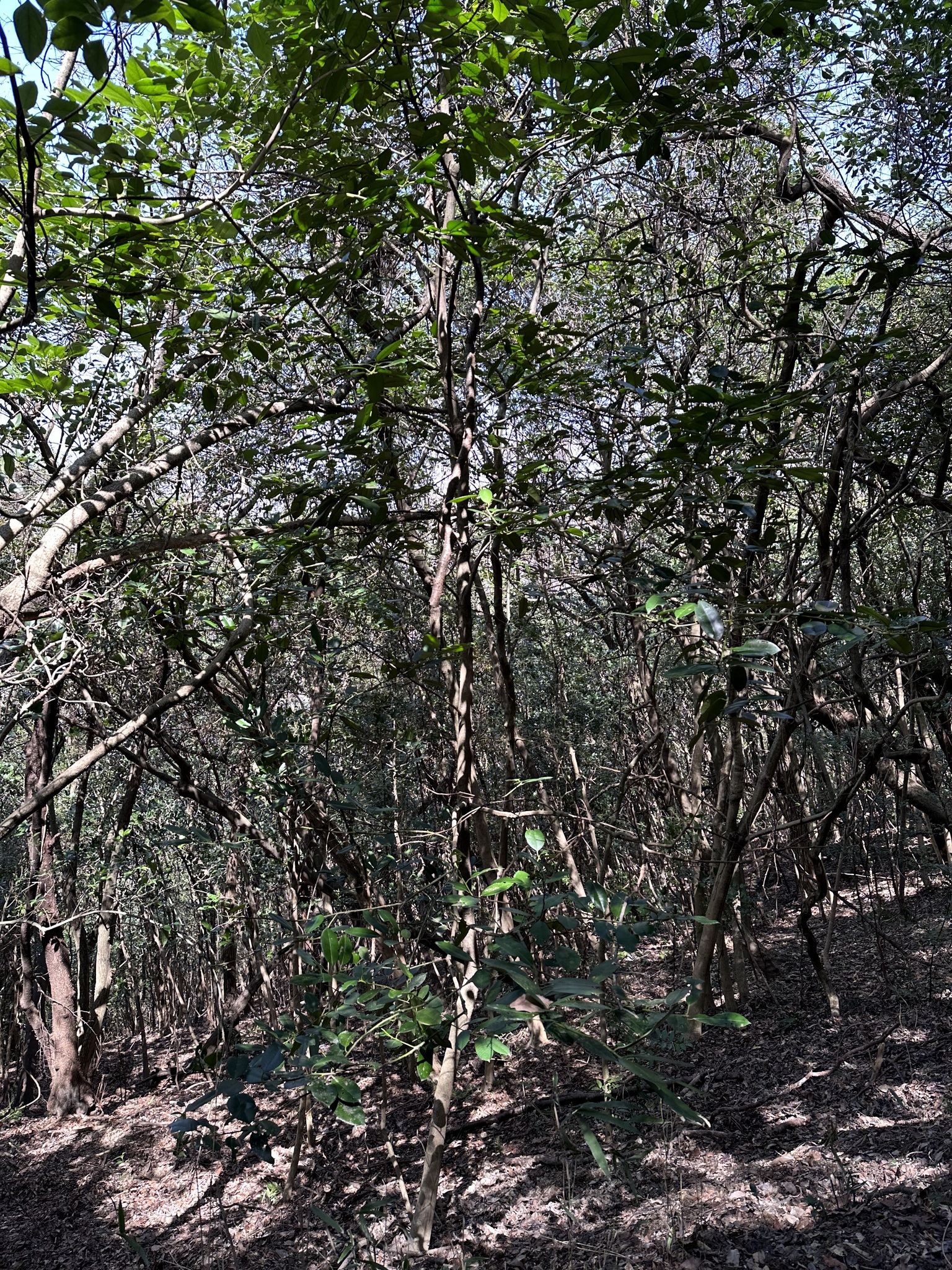 Imagem de Chá-de-macaco