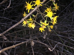Sinclairia discolor