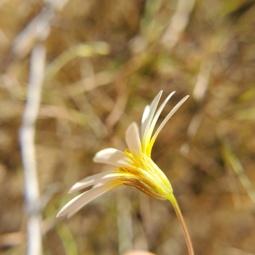 Image of Pentachaeta aurea by no rights reserved