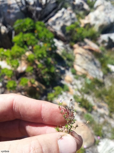 Firing Capebell (Wahlenbergia pyrophila)