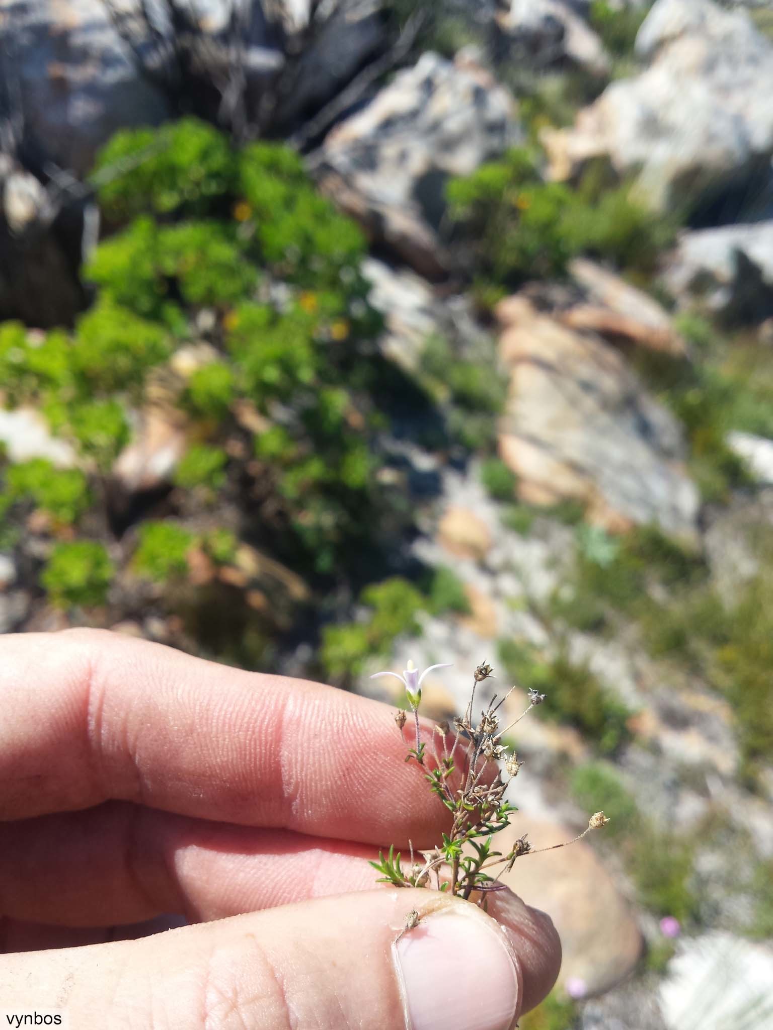 Firing Capebell (Wahlenbergia pyrophila)