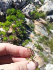 Wahlenbergia pyrophila