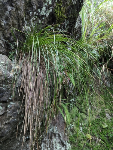 Carex makinoensis iNat (1)