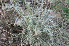 Echinops erinaceus