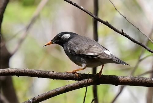 White-cheeked Starling