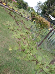 Plagianthus regius