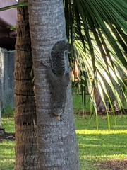 Sciurus carolinensis