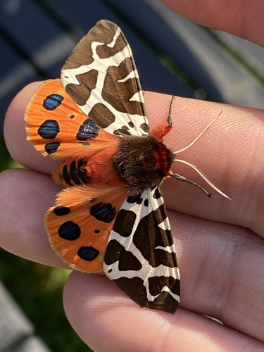 Garden Tiger Moth