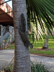 Sciurus carolinensis