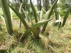 Agave salmiana